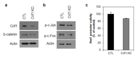 외모근초세포에서 Crif1 knockdown(KD) 세포주 확립. shRNA를 이용하여 Crif1 knockdown 세포주를 제작함. Crif1 KD에 의해 beta-catenin 및 Sp1 (c-Jun, c-Fos)의 발현 감소를 확인함. Notch downstream인 Hes1 promoter assay를 통해 Notch signaling에는 영향이 없는 것을 확인함