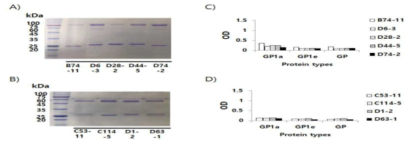 Purification of monoclonal IgM (A) and IgG (B), and their GP-binding activity (C,D). (A,B) IgMs (A) and IgGs (B) were purified from monoclonal cells that had been obtained by serial dilution from 5 hybridomas (from Fig. 7C,D) and 4 hybridomas (from Fig. 7C), respectively. Two μg of purified IgMs (A) and IgGs (B) were loaded on a 12% SDS-polyacrylamide gel for brilliant blue R staining. (A,B) The purified IgMs (C) and IgGs (D) at a concentration of 2 μg/ml were reacted with GP1a, GP1e and GP for ELISA using anti-IgG (H+L)-HRP as a secondary Ab. The OD values are shown