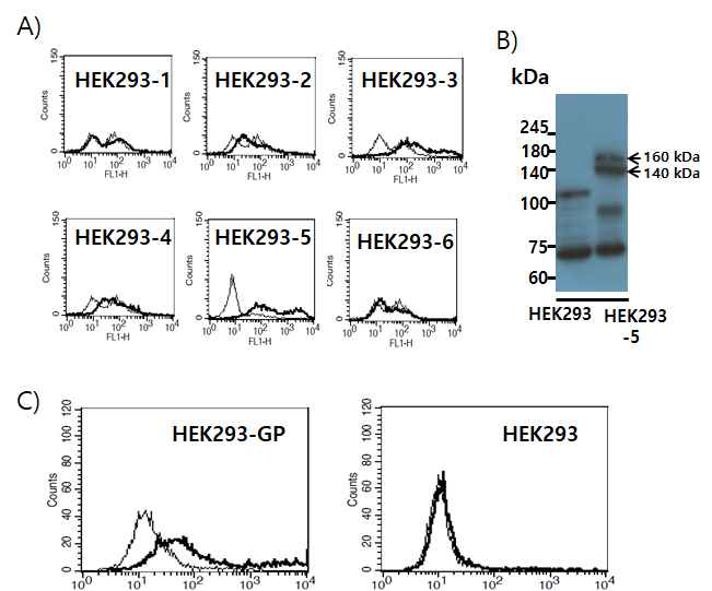 Stable transfection of HEK293 cells with pcDNA3-GP and selection of GP-expressing HEK293 cells (A,B), and evaluation of sera obtained after GP DNA vaccination for their ability to recognize GP expressed on the cell surface. (A) HEK293 cells were stably transfected with pcDNA3-GP. The G418-selected cell colonies (HEK293-1, 2, 3, 4, 5, 6) were reacted with 2 µl of GP-specific immune sera, followed by reaction with FITC-conjugated anti-mouse IgG (whole molecules) for flow cytometry. The cells were measured for reactivity to GP expressed on HEK293 cells. (B) HEK293-5 cells which prominently reacted with anti-GP sera were further cultured and then the cell lysates were run on a 10% SDS-PAGE gel, transferred to a nitrocellulose membrane and reacted with commercial anti-GP antibodies for Western blot assay. (C) Mice were injected by IM-EP with pcDNA3-GP (50 mg/mouse) at 0 and 4 weeks. The mice were bled at 2 weeks following the final injection and sera were collected. The sera were reacted with 5 x 105 HEK293-GP and control HEK293 cells, followed by incubating with FITC-conjugated anti-mouse IgG(Fc) for flow cytometry