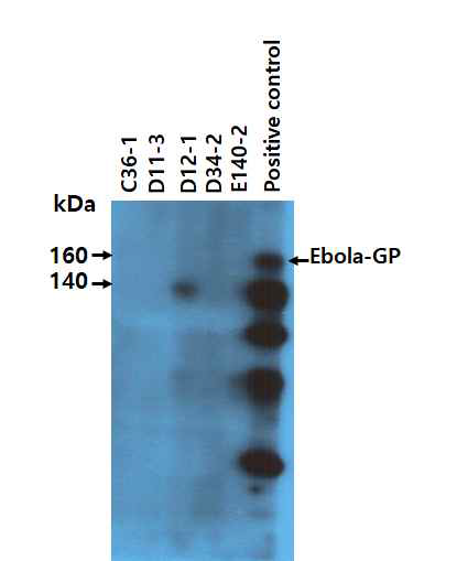 Binding activity of the 5 purified IgG antibodies to the denatured forms of GP by Western blot assay. Thirty μg of HEK293-GP cell lysates were separated on a 10% SDS-polyacrylamide gel. The proteins on the gel were transferred to a nitrocellulose membrane. The membrane was cut into strips, which were reacted with each of the 5 purified IgG antibodies (1 mg/ml) or commercial anti-Ebola virus GP, followed by Western blot assay. Arrows indicates Ebola virus GP