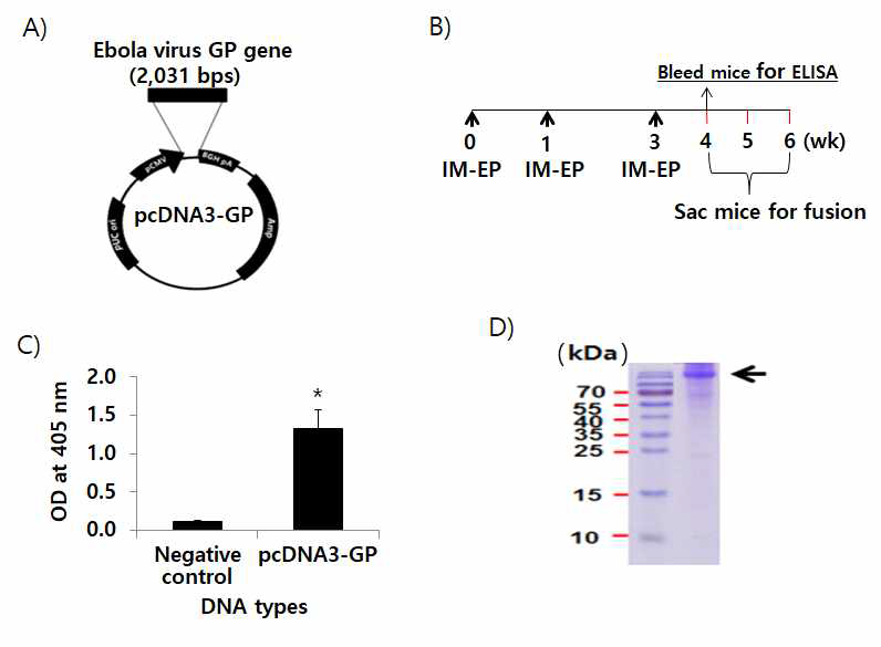 Production of GP DNA vaccines (A), immunization schemes using GP DNA vaccines (B) and the evaluation of GP-specific antibody production by GP DNA vaccination (C,D). A) pcDNA3-GP coding for Zaire Ebola virus strain Gabon-94 virion spike GP was constructed as described in the “Methods and Materials.” B,C) BALB/c mice (n=5/group) were injected by IM-EP with pcDNA3-GP (50 mg/mouse) at 0, 1 and 3 weeks. The mice were bled at 1 week following the final injection and sera were collected (B). The sera were reacted with recombinant Ebola virus GP (0.5 mg/ml) for ELISA (C). The OD values were measured at 405 nm. The values and bars represent OD values and SD, respectively. (D) shows 3 mg of recombinant Ebola virus GP separated on a 15% SDS-polyacrylamide gel. The right side arrow indicates a 140 kDa GP. *p<0.05 compared with negative control