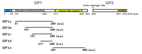 The structure of whole Ebola virus GP and the amino acid sequence numbers of recombinant GPs spanning GP1 region. Signal peptide (SP), the putative receptor-binding domain, mucin-like region, furin cleavage site and trans-membrane region (TMR) are shown. GP1a, GP1b, GP1c and GP1d are recombinant proteins spanning the putative receptor-binding domains of GP1, while GP1e is a recombinant protein spanning mucin-like region of GP1. Amino acid sequence numbers are also noted