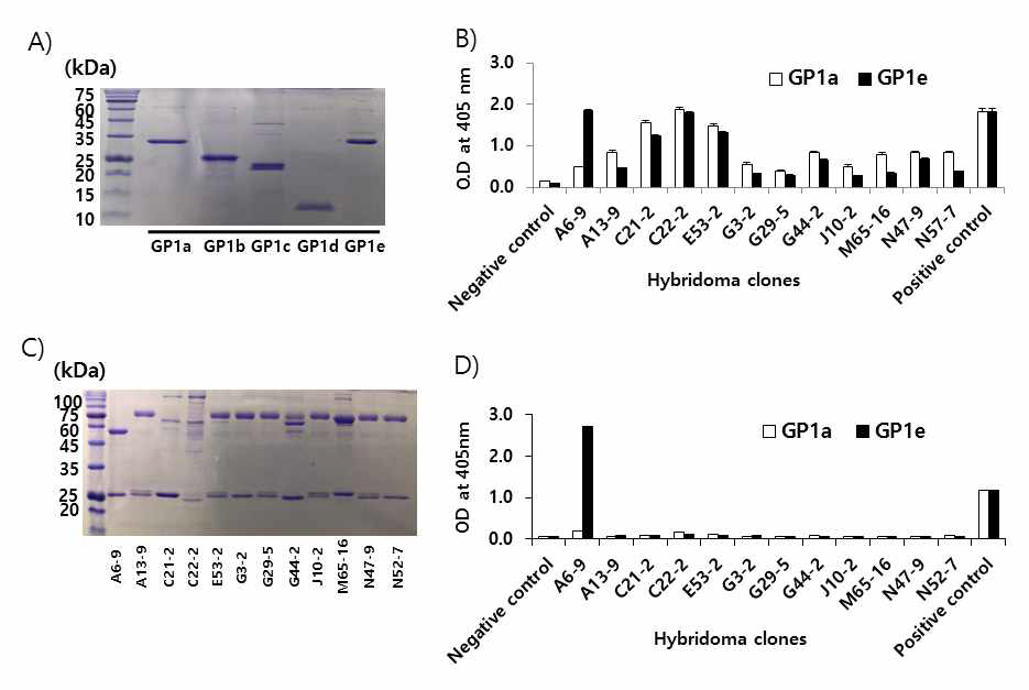 Production of recombinant GP1a-e (A), the binding activity of MAbs in cell supernatants to the recombinant GP1a and GP1e (B), purification of IgG and IgM (C) and their binding activity to the recombinant GP1a and GP1e (D). (A) The recombinant proteins GP1a, GP1b, GP1c, GP1d and GP1e were produced as described in the “Methods and Materials.” Two μg of GP1a, GP1b, GP1c, GP1d and GP1e were loaded on an 8% SDS-polyacrylamide gel. B) ELISA was performed to see the binding activity of monoclonal antibodies (MAbs) in the hybridoma cell supernatants to the recombinant GP1a and GP1e. HRP-conjugated anti-mouse IgG (H+L) was used as a secondary Ab. (C) Hybridoma cells releasing MAbs were cultured and the cell supernatants were collected for Ab purification. Some hybridoma cells (C21-2, C22-2, G44-2, M65-16) were injected to nude mice for ascites fluid production. IgG was purified from cell supernatants using the protein G-resin column (for A6-9). IgM was purified either from ascites fluids using the HiTrapTM IgM purification kit (for C21-2, C22-2, G44-2, M65-16) or from cell supernatants using the protein L resin columns (for A13-9, E53-2, G3-2, G29-5, J10-2, N47-9, N52-7). Two μg of the purified antibodies were run on a 12% SDS-polyacrylamide gel for brilliant blue R staining. (D) The purified IgG and IgM (2 μg/ml) were reacted with GP1a and GP1e for ELISA using HRP-conjugated anti-IgG (H+L) as a secondary Ab. Positive control indicates GP-specific sera (1:10 dilution) from GP-immunized mice while negative control indicates naive sera (1:10 dilution)