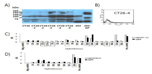 Production of CT26-GP cells, and production of GP-specific hybridimas by booster injection with CT26-GP cells or by foodpad injection with pcDNA3-GP