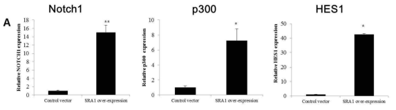 SRA 과발현세포주에서의 Notch 관련인자들의 발현 변화