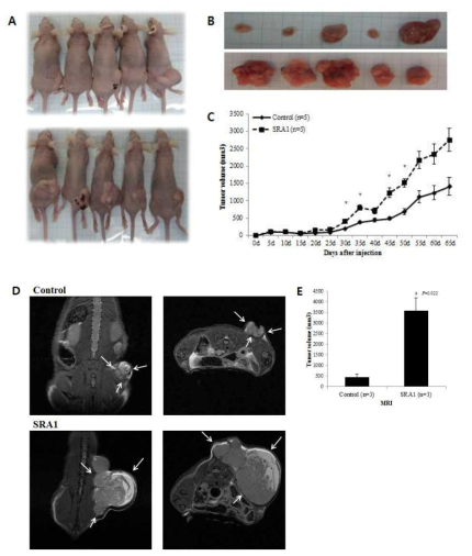 Effect of SRA on tumor growth in vivo