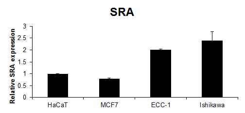 자궁내막암 세포주에서의 SRA 발현