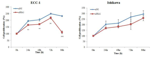 siSRA에 의한 자궁내막암 세포주의 cell proliferation 변화