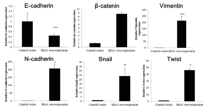 SRA 과발현세포주에서의 EMT 관련인자들의 발현 변화