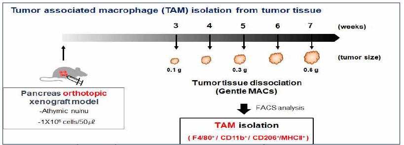 종양조직으로부터 TAM 분리 모식도