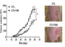 TAM혼합이식모델의 종양성장촉진