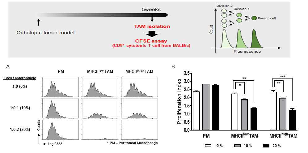 TAM 에 의한 cytotoxic T cell 억제 효과
