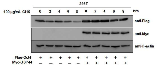 USP44 extends the half-life of exogenous Oct3/4 protein which was confirmed by CHX treatment