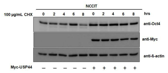 USP44 extends the half-life of endogenous Oct3/4 protein which was confirmed by CHX treatment