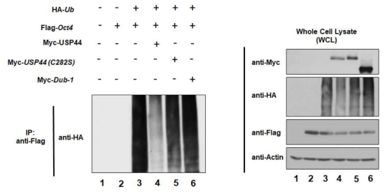 USP44 deubiquitinates exogenous Oct3/4 protein which was confirmed by deubiquitinating assay