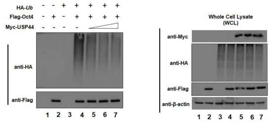 USP44 deubiquitinates exogenous Oct3/4 protein in a dose-dependant manner which was confirmed by deubiquitinating assay