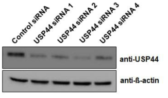 Knockdown of USP44 protein expression by treating with four sets of siRNA targeting USP44. The protein expression was validated by Western Blto analysis in HeLa cells