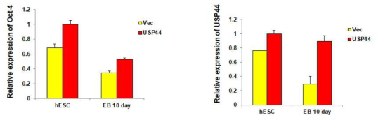 The overexpression of USP44 on ES cells leads to the slower differentiation. The expression of Oct3/4 was still found in 10 days of embryonic bodies