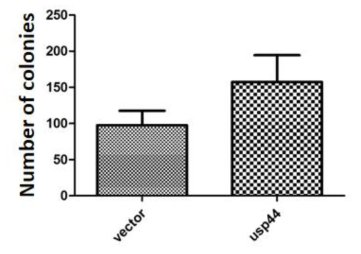 Self-renewal efficiency was evaluated by a clonal survival assay and shows that USP44 transduced ES cells shows more survival rate and colonies number when compared to vector control