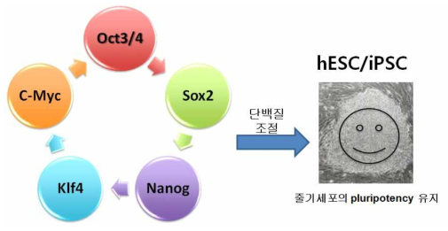 줄기세포의 전능성을 유지시키는 Stemness 인자들