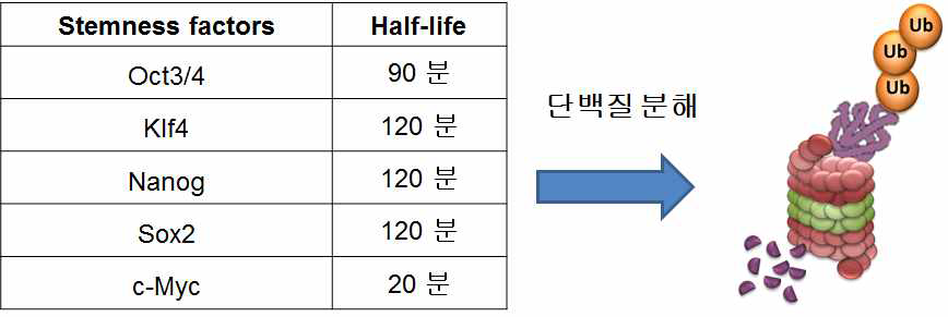 줄기세포 내 Stemness 인자들의 반감기