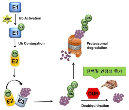 유비퀴틴 –프로테아좀 기전(UPP)과 탈유비퀴틴화 효소(DUBs)의 작용