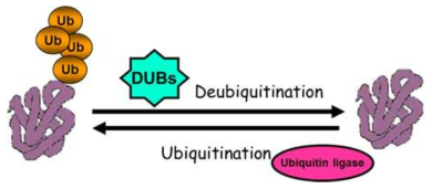 탈유비퀴틴화 효소의 기능