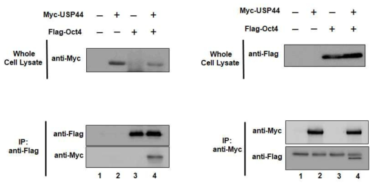 Binding between USP44 and USP7 exogenously confirmed by immunoprecipitation assay