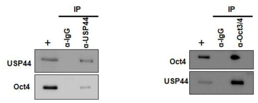 Binding between USP44 and USP7 endogenously confirmed by immunoprecipitation assay by using specific antibodies agains USP44 and Oct3/4