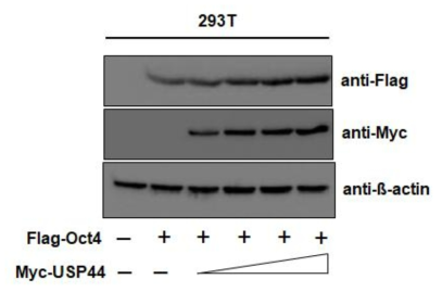 USP44 increases the stability of Oct3/4 protein in a dose-dependant manner