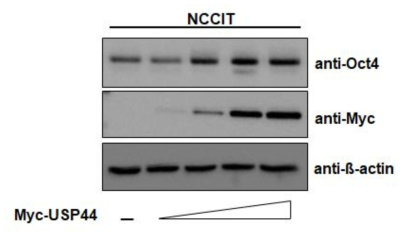 USP44 increases the stability of endogenous Oct3/4 protein in a dose-dependant manner which was confirmed by specific antibodies