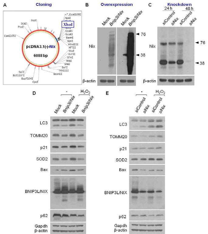(A) Bnip3L/Nix gene cloning, (B. C) western blot to confirm overexpression and knokdown of the Bnip3L/Nix in HEI-OC1 cells trasnfected with Bnip3L/Nix clone and siRNA. (D, E) Alteration in mitochondria (TOMM20, SOD2), autophagosome (LC3), cell senescence (p21) marker in the Bnip3L/Nix-overexpressed and –depleted H2O2-induced premature senescent HEI-OC1 cells