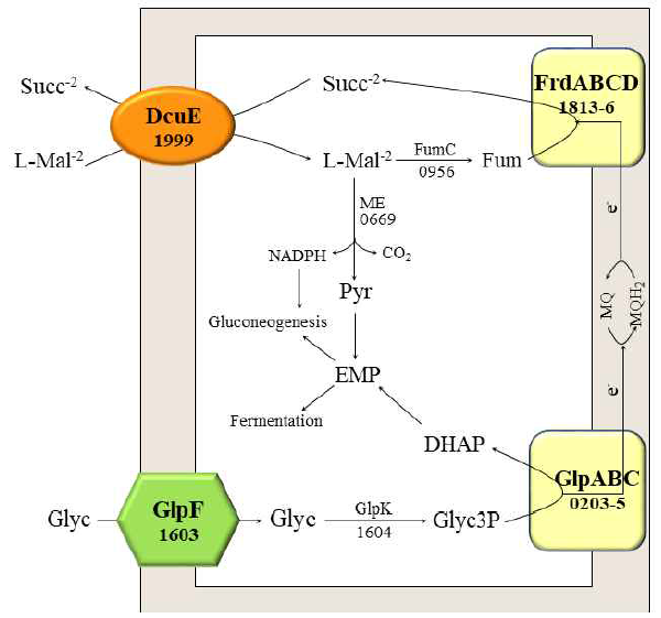 Reactions during anaerobic growth on glycerol with L-malat. In anaerobic growth of A. succinogenes on glycerol plus L-malate, glycerol is imported by glycerol facilitator GpIF (Asuc_163) and converted to glycerol-3-phosphate by glycerol kinase Glpk (Asuc_1604). The glycerol-3- phosphate is oxidized by membrane bound glycerol-3-phosphate dehydrogenase GlpABC (Asuc_203-5) to DJAP, whereby MQ is reduced to MQH2 that is recycled by fumarate respiration by membrane bound fumarate redctase ( FrdABCD:Asuc_1813-6). The fumarate is supplied by conversion of L-malate by fumarate dehydratase FumC ( Asuc_0956). Succinate resulted by fumarate respiration is exported by DcuE in an clectroneutral exchange with further uptake of :-malate. On the other hand, the imported L-malate could be oxidatively decarboxylated by NADP-linked malic enzyme MaeB (Asuc_0669) into pyruvate and CO2 resulting in NADPH that will be used for biosynthetic pathways