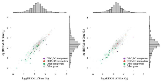 Plot of a log scale of reads per million mapped reads (logRPKM) for 37 potential C4-dicarboxylate transporter genes under aerobic and anaerobic growth conditions with fumarate or glucose. The differentially expressed (DE) C4-dicarboxylate transporters (DE C4DC transporters) and consistently expressed (CE) C4-dicarboxylate transporters (CE C4DC transporters) are indicated in purple and red, respectively. The expression of transporters other than C4-dicarboxylate transporters (Other transporters, green) and the expression of proteins other than transporters (Other genes, grey) are shown for reference