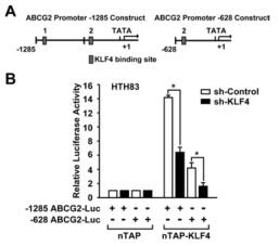 ABCG2 유전자의 promoter에서 KLF4의 역할