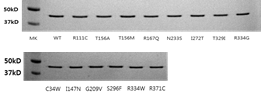 SDS polyacrylamide gel electrophoresis에 의한 인체 DNA polymerase eta (1-441) wild-type 및 유전변이체 재조합 단백질 분석