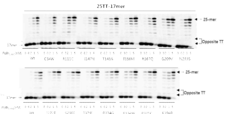 인체 DNA polymerase eta (1-441) wild-type 및 유전변이체들에 의한 정상 TT에 대한 32P-표지-primer의 연장 합성