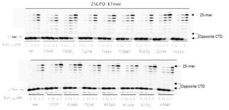 인체 DNA polymerase eta (1-441) wild-type 및 유전 변이체들에 의한 cyclobutane thymine dimer (CTD) 손상물에 대한 32P-표지-primer의 연장 합성