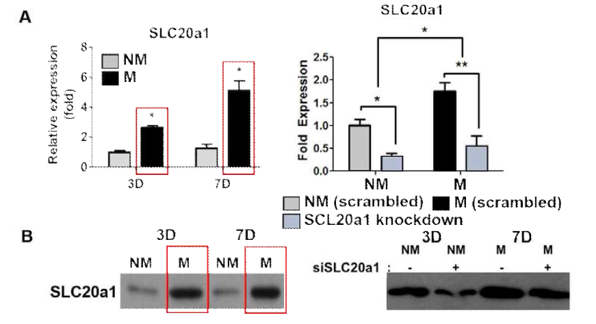 생광물화된 스캐폴드를 통해 골분화가 일어날 때, 세포질 막 인산수용체 (SLC20A1)를 통해 일어남을 다양한 기법을 통해 증명함