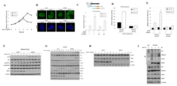 바이러스 감염시 SIRT1은 p38-p53 경로를 통해서 Neat1 발현을 조절함