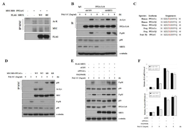 바이러스 감염시 SIRT1의 PP2A deacetylation을 통한 p38-p53 경로 및 Neat1 발현 조절 규명