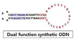 합성 TGF-β1/Smad ODN