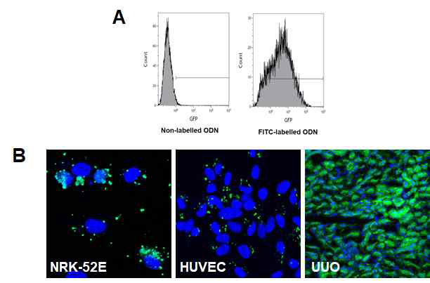 FITC-labelled ODN의 안정성 확인 (A) Flow cytometry 분석; (B) 세포 및 동물모델에서 confocal microscopy 형광 관찰