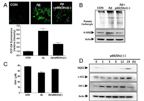 p66(Shc) 발현억제가 산화적 세포사멸에 미치는 영향