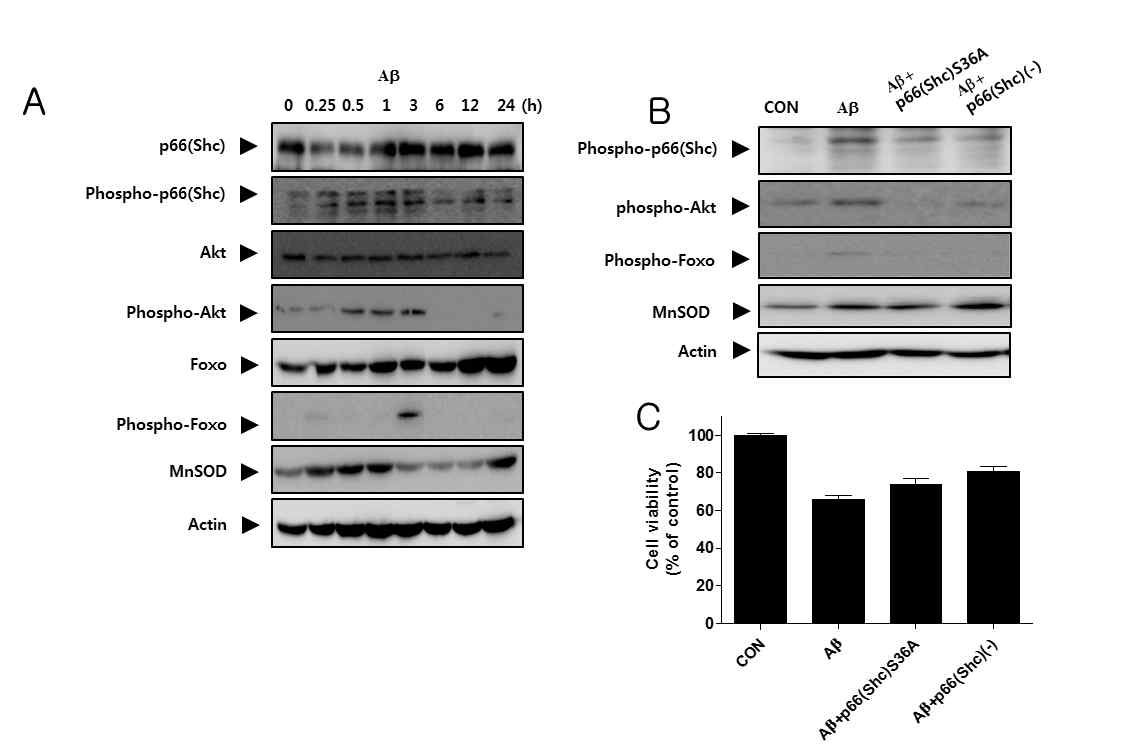 베타아밀로이드로 유도된 산화적 신경사멸에서 p66(Shc)-AKT/PKB-FOXO 신호전달 경로의 관련성
