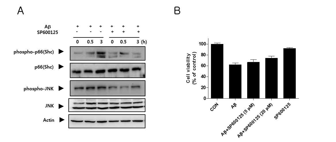 베타아밀로이드로 유도된 산화적 신경사멸에서 JNK 활성화가 p66(Shc) 인산화에 미치는 영향