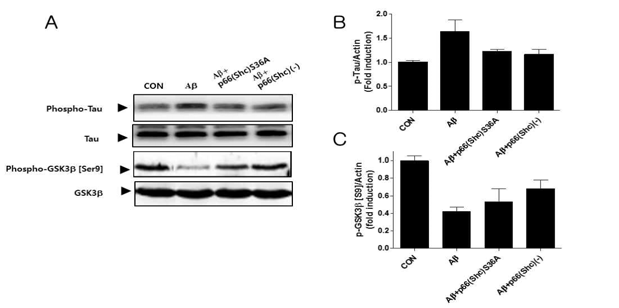 타우 단백의 인산화 및 인산화 매개 효소 활성에 미치는 p66(Shc)의 효과