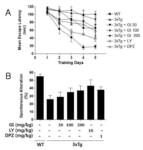 3xTg 치매동물모델에서 GI의 인지 및 기억력 향상 효능