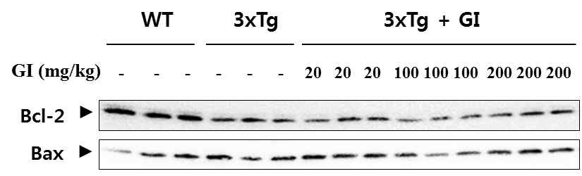 3xTg 치매동물모델에서 apoptosis 조절 단백에 미치는 GI의 효과