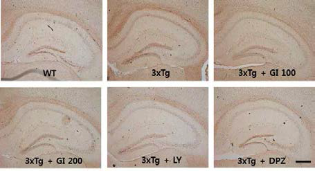 3xTg 치매동물모델에서 신경세포사멸에 대한 GI의 보호효과